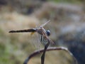 A close-up view of an Anisoptera, a close-up of a dragonfly insect Royalty Free Stock Photo